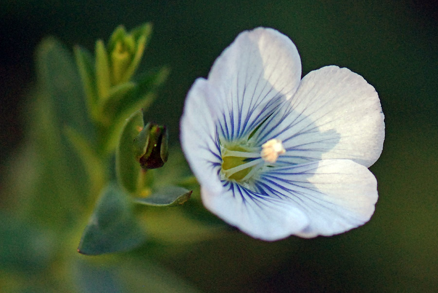 Linum bienne (Malpighiales - Linaceae)